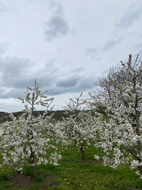 k-WhatsApp Image 2023-04-15 at 15.38.18 (2)